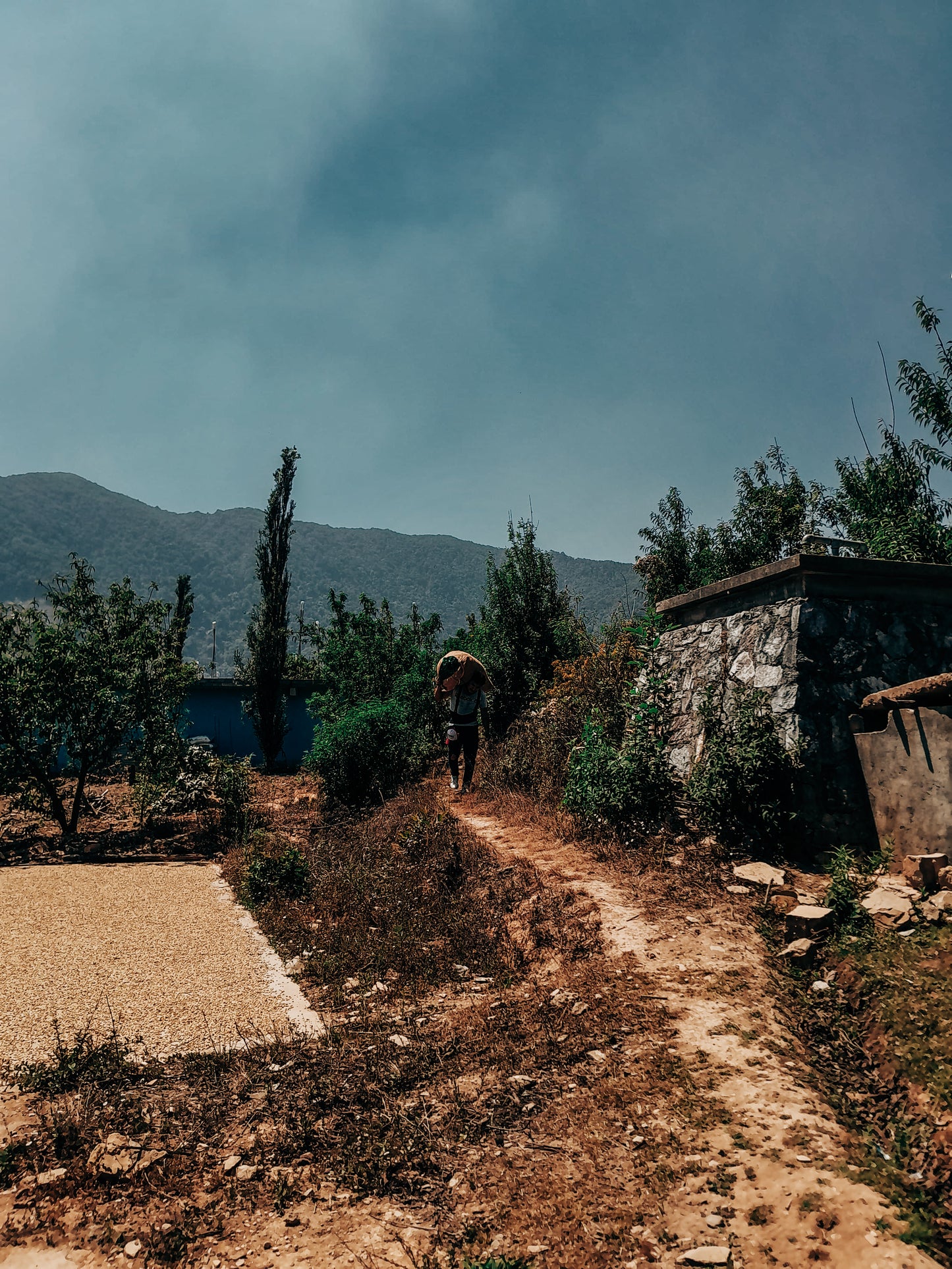 Chiapas Organic Decaf