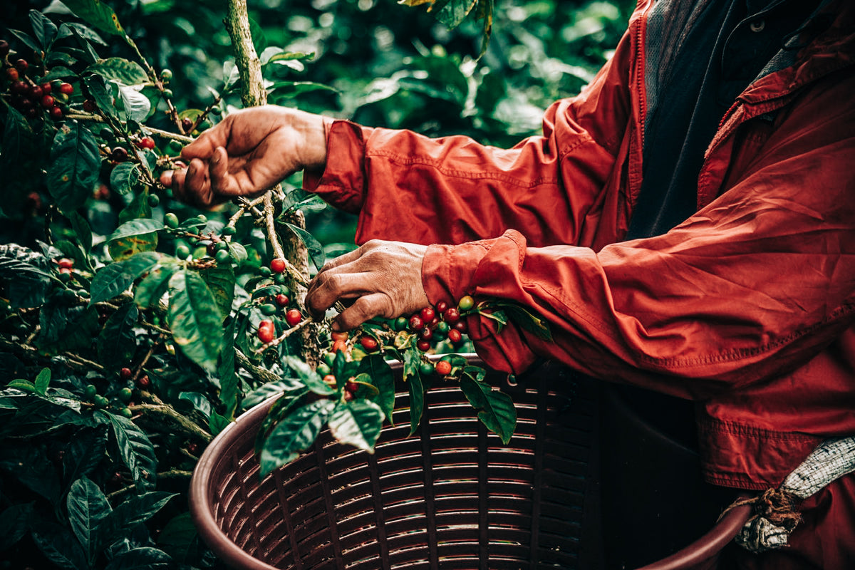 Lérida Coffee Estate - SL34 Natural