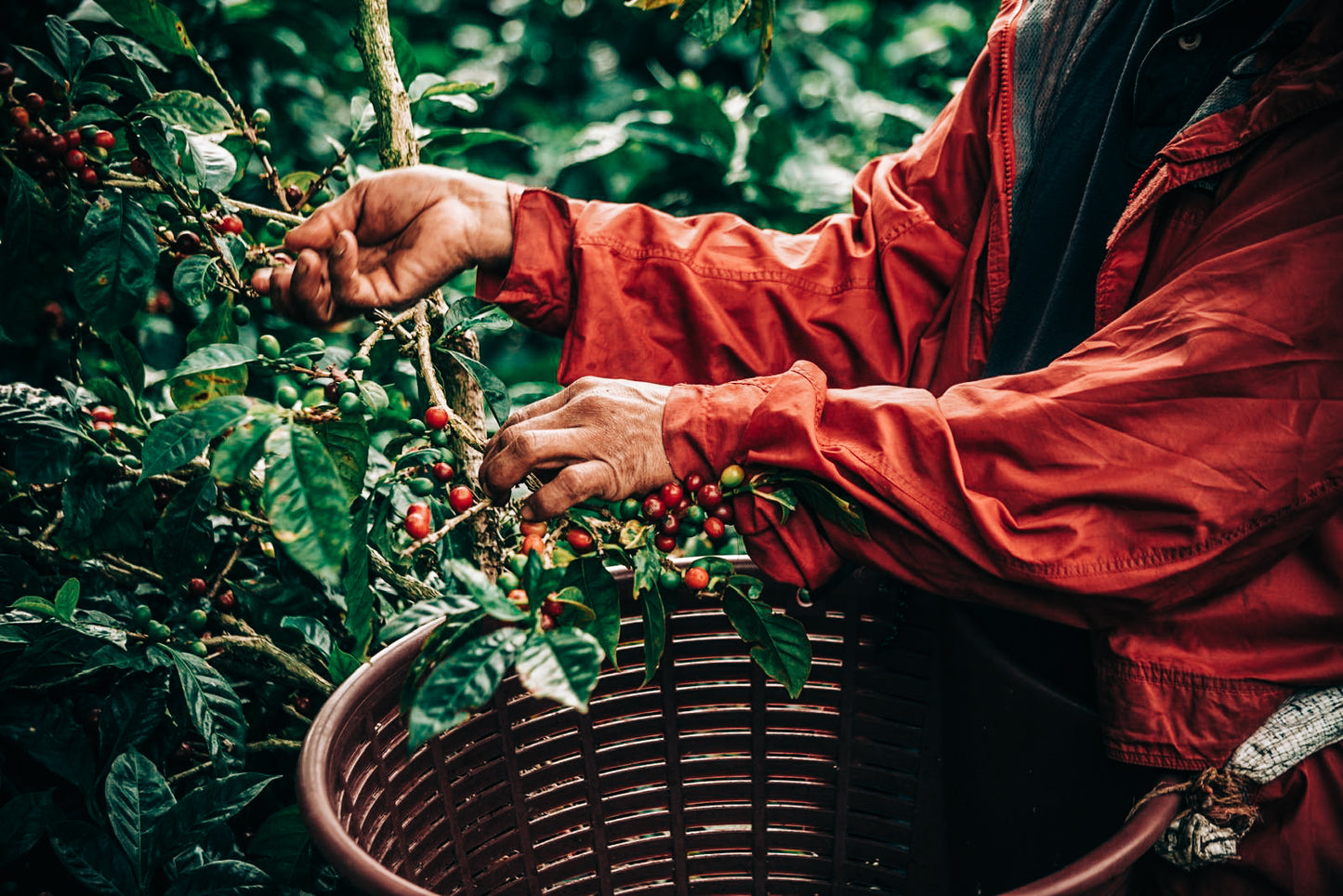 Lérida Coffee Estate - SL34 Natural