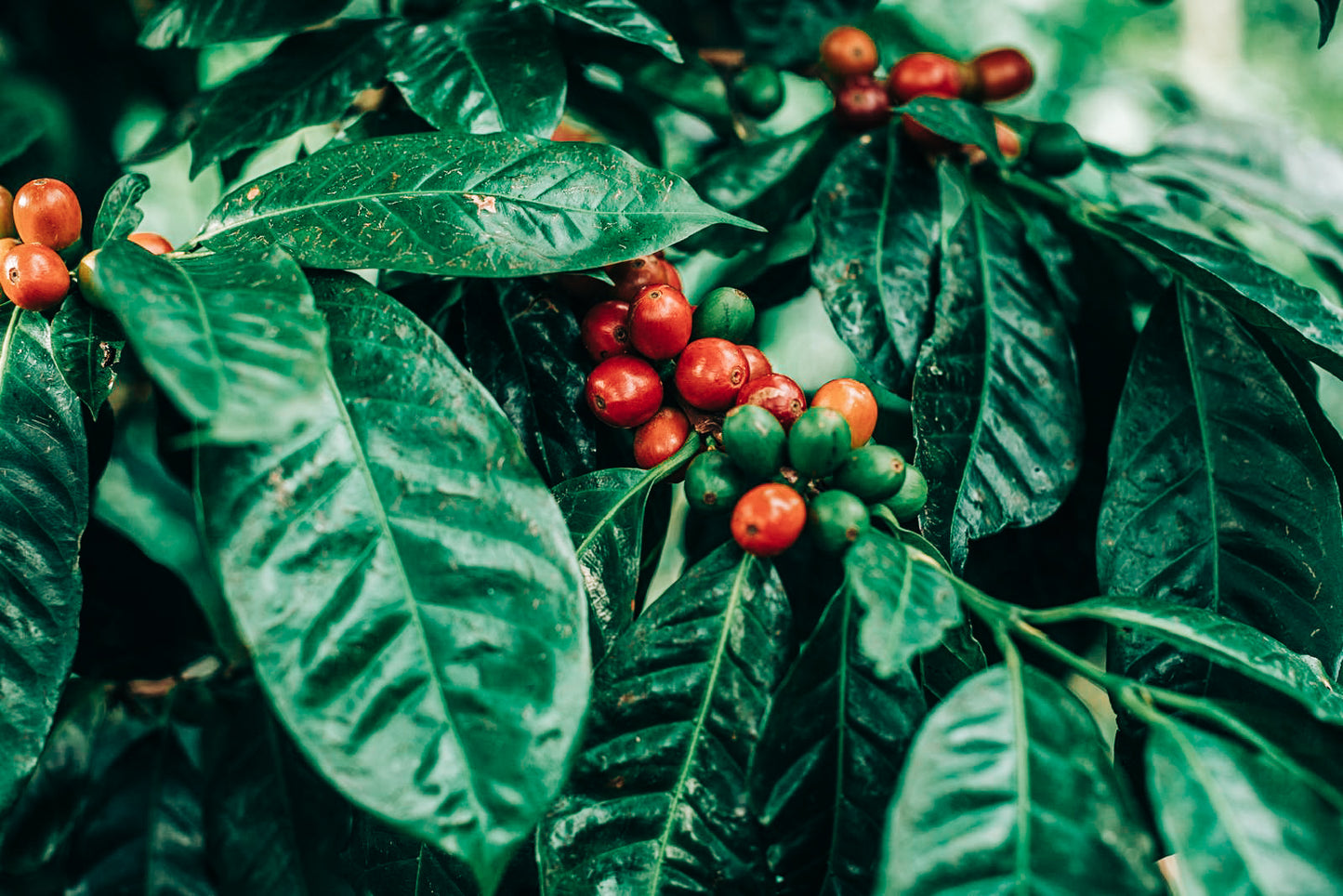 Lérida Coffee Estate - SL34 Natural