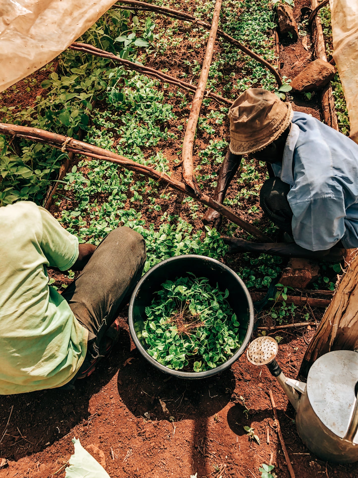 Kericho County AA - Kenyan Decaf