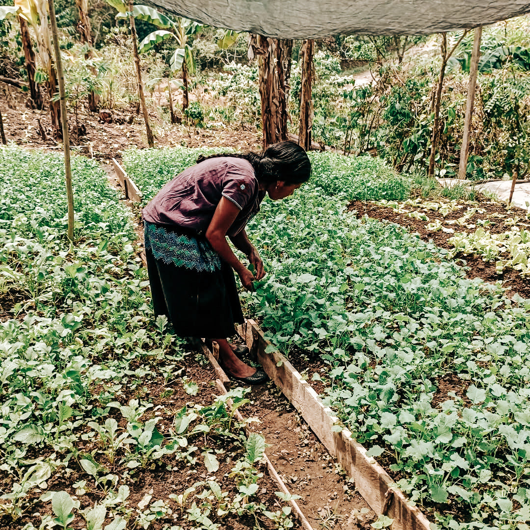 Chiapas Organic Decaf