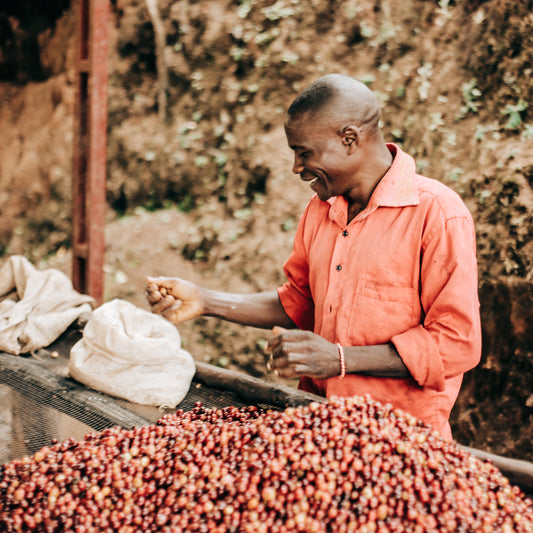 Migoti Hill Peaberry