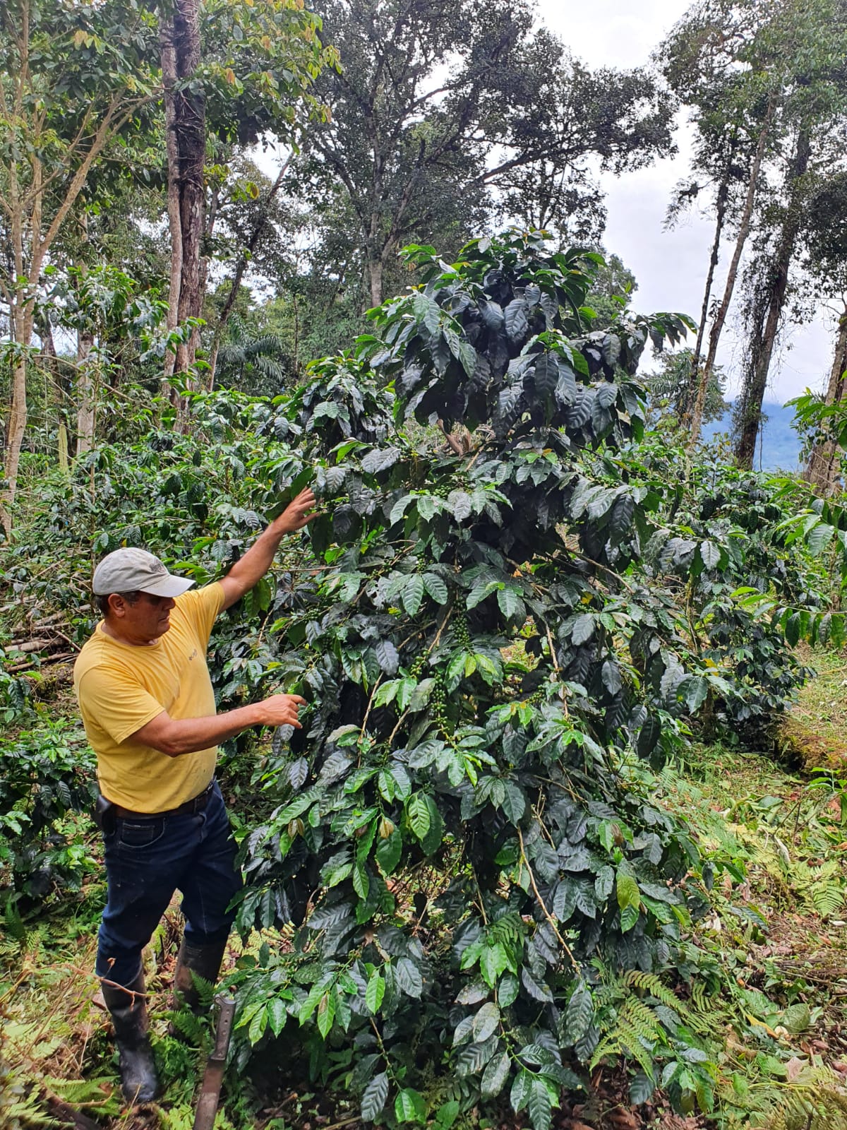 Marin Family - Black Honey Geisha