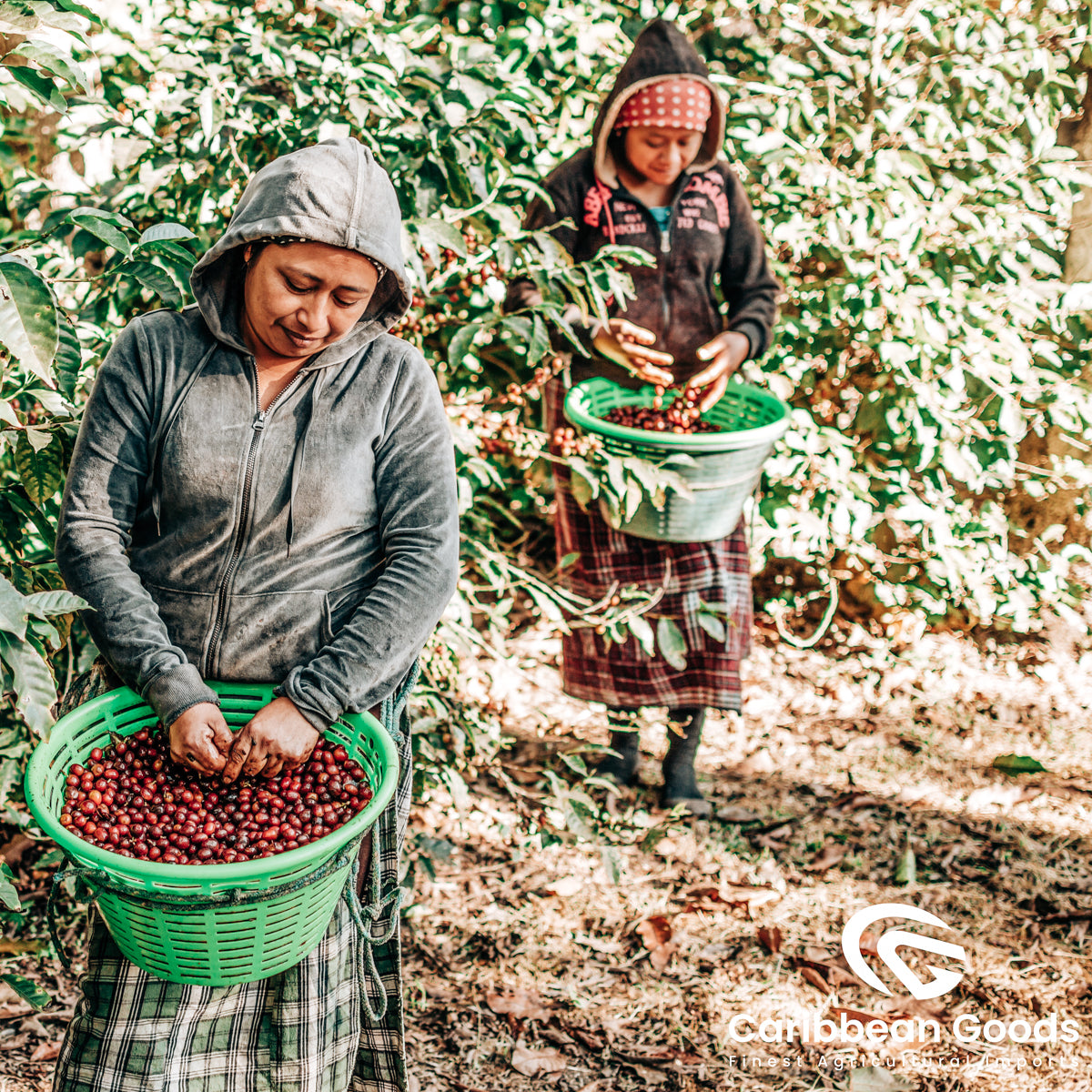 Finca Medina