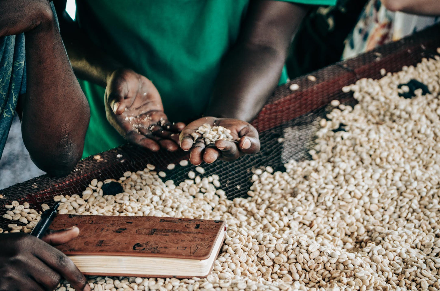 Musaza Lot 1 Sorting Green Coffee