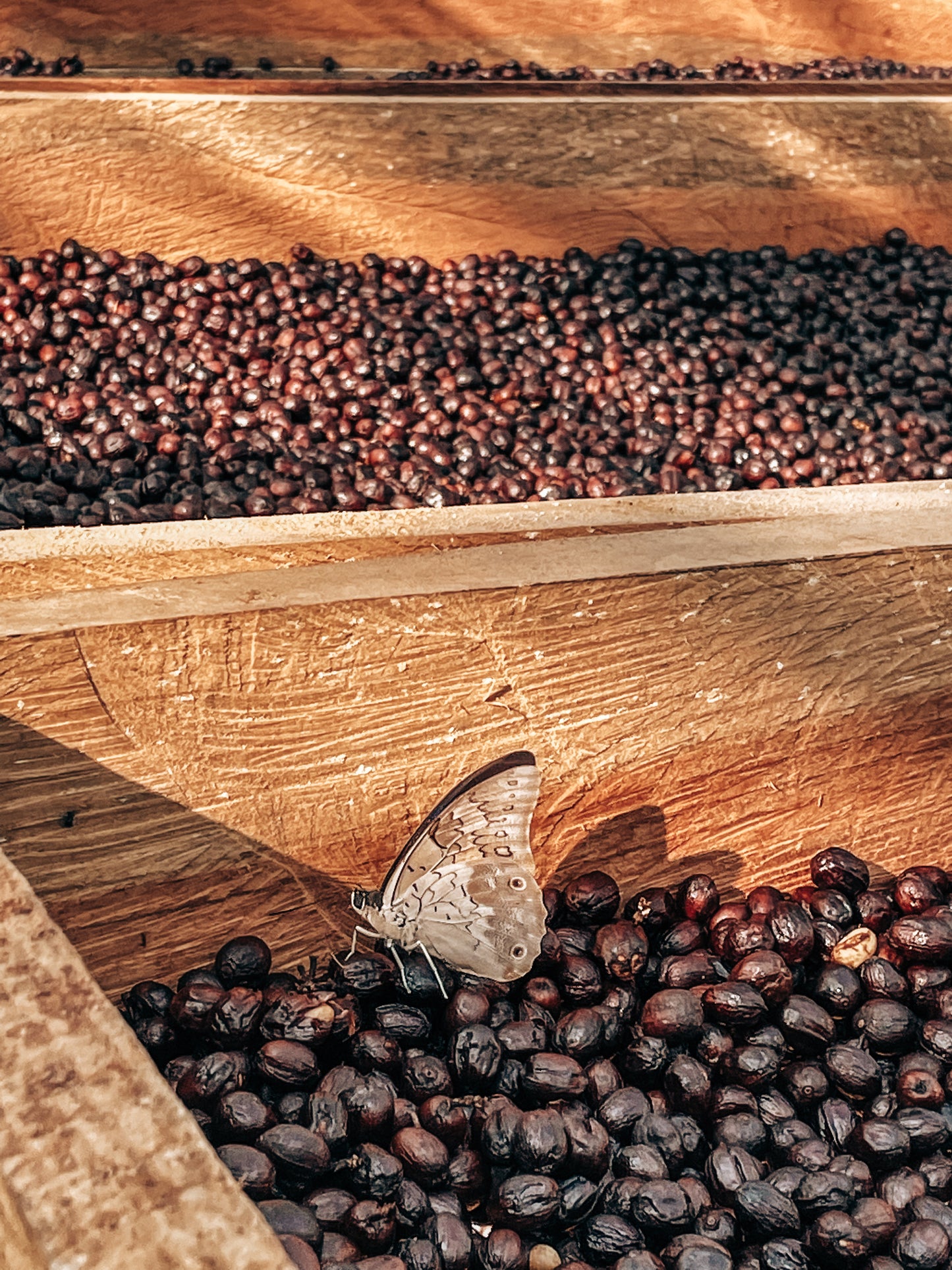 Nuevo Vergel | Maragogype Natural