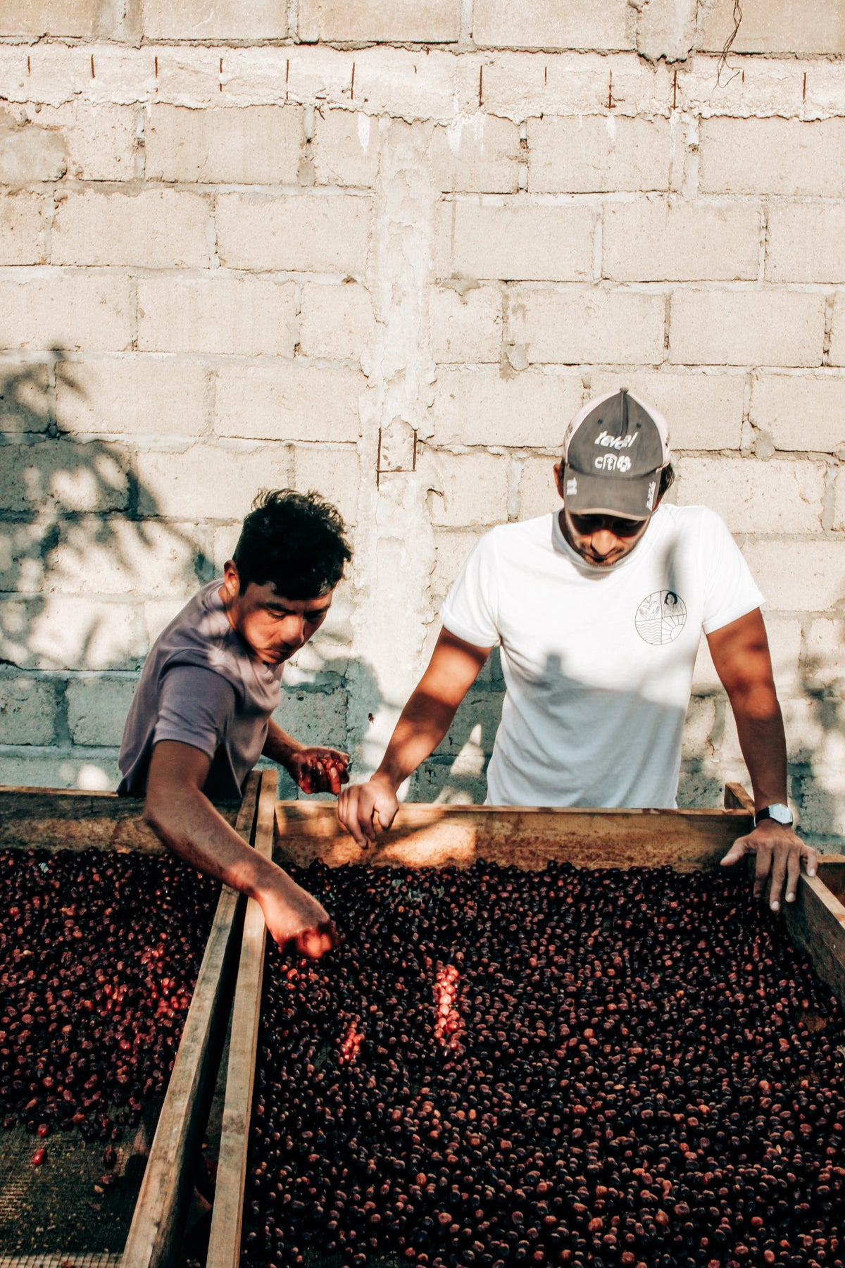 Nuevo Vergel | Maragogype Natural