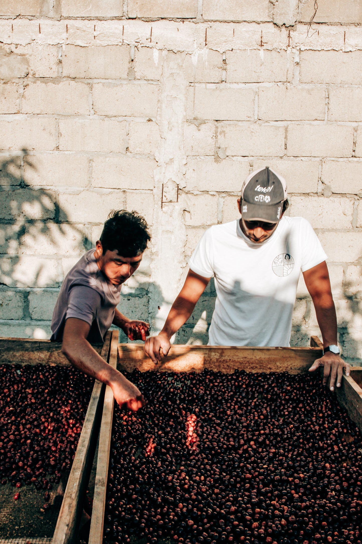 Nuevo Vergel | Maragogype Natural
