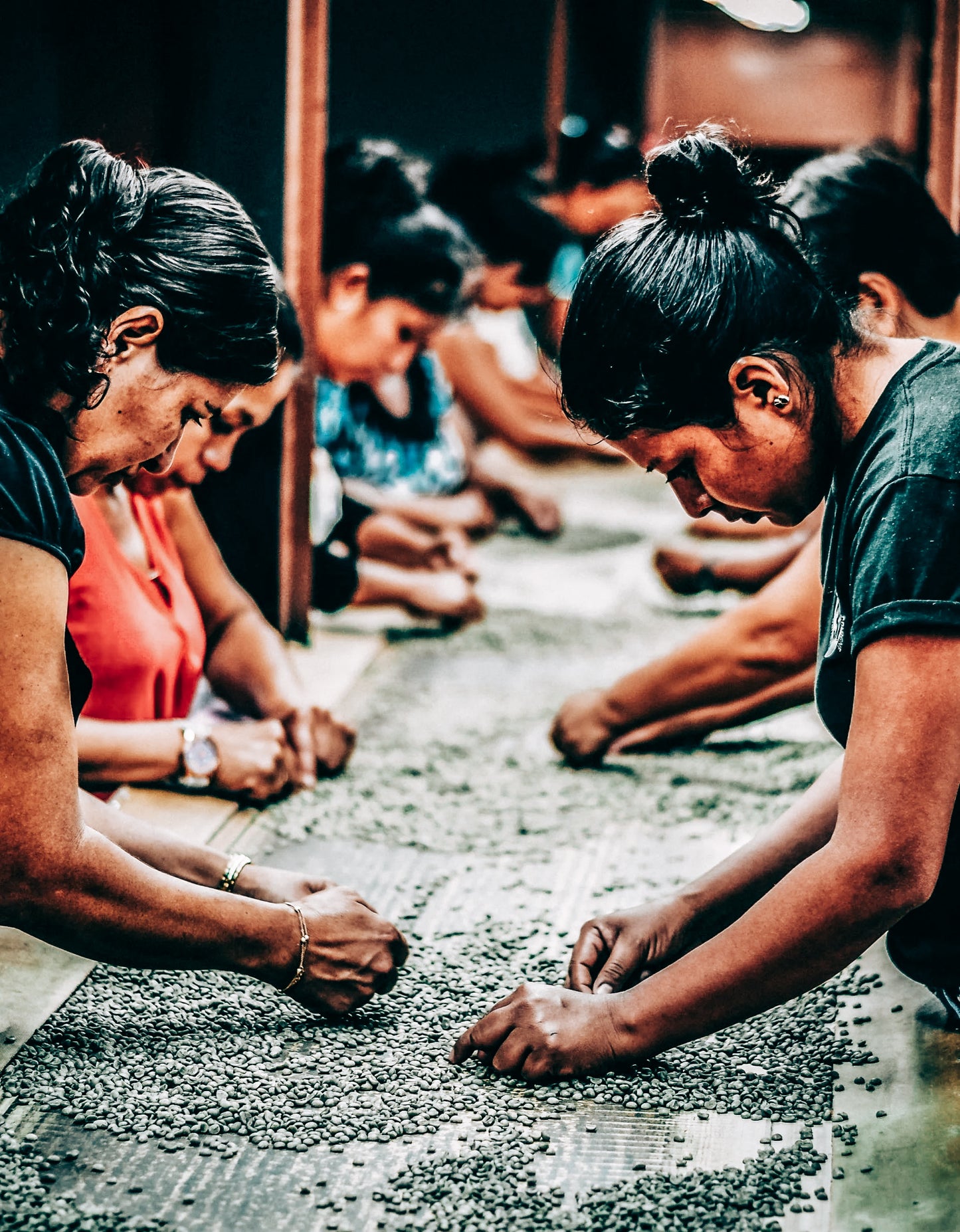 Washed Quetzal (2024 Harvest)