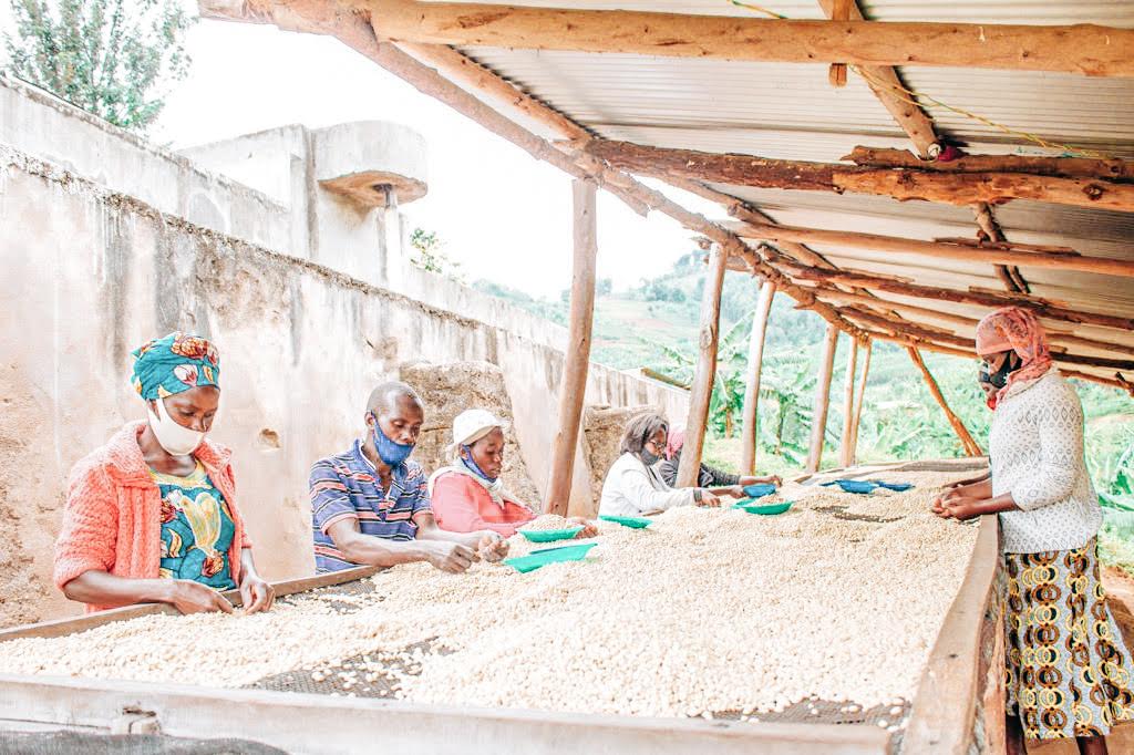 Rwamatamu - Sorting Green Coffee