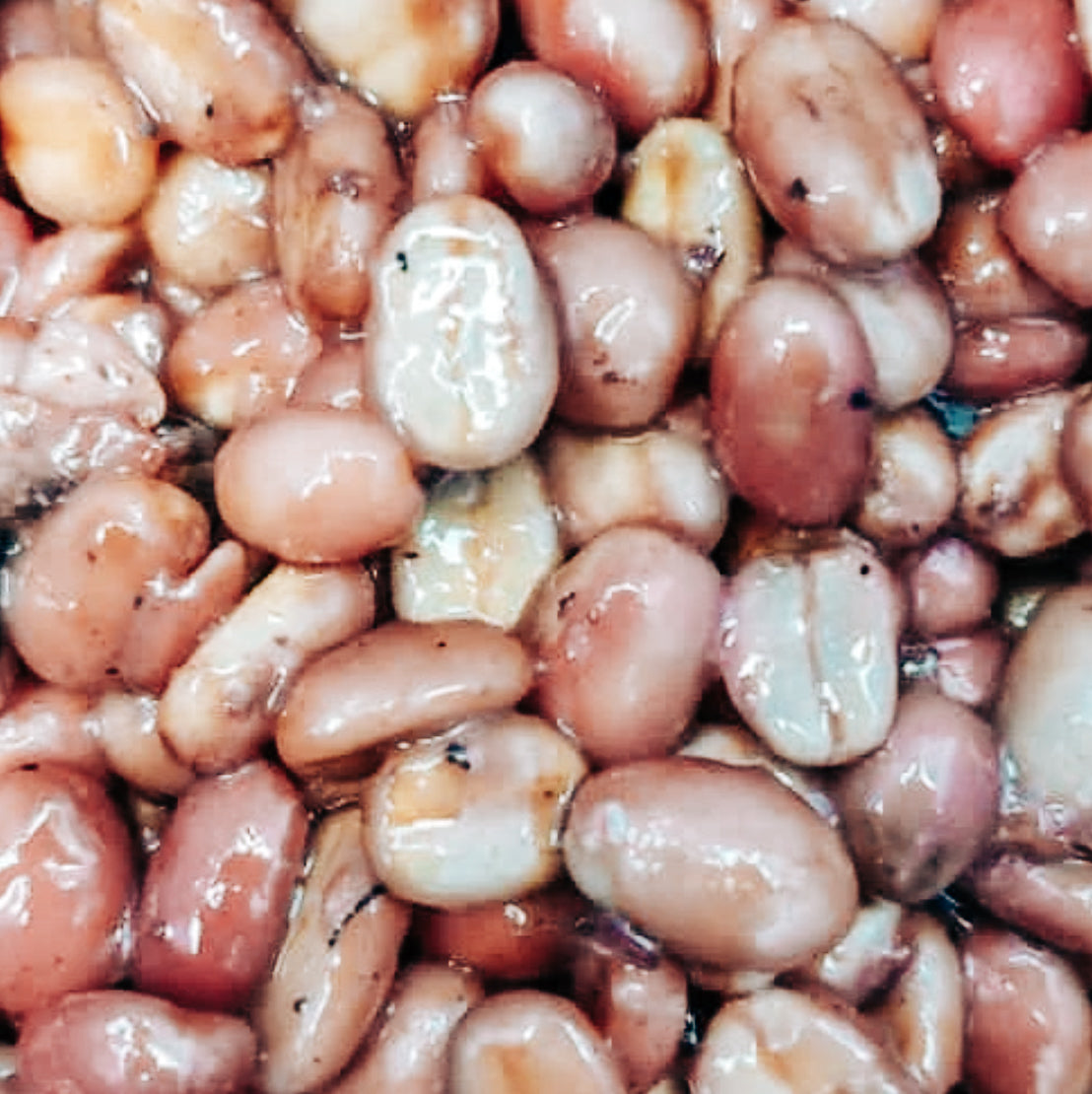 Finca Pacpa - Manuel Marlo Baca - Vasket Pacamara