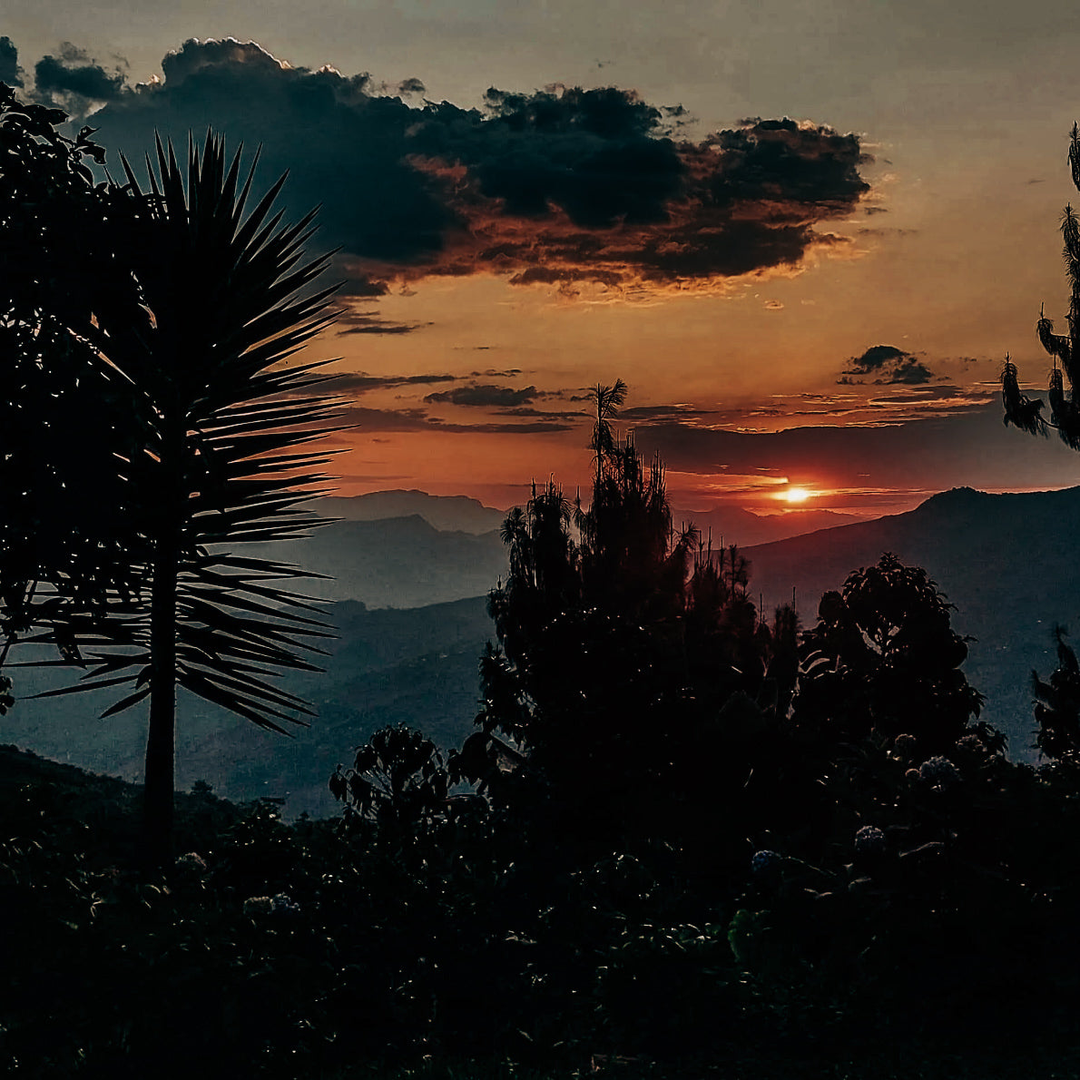 Finca Pacpa - Manuel Marlo Baca - Washed Pacamara