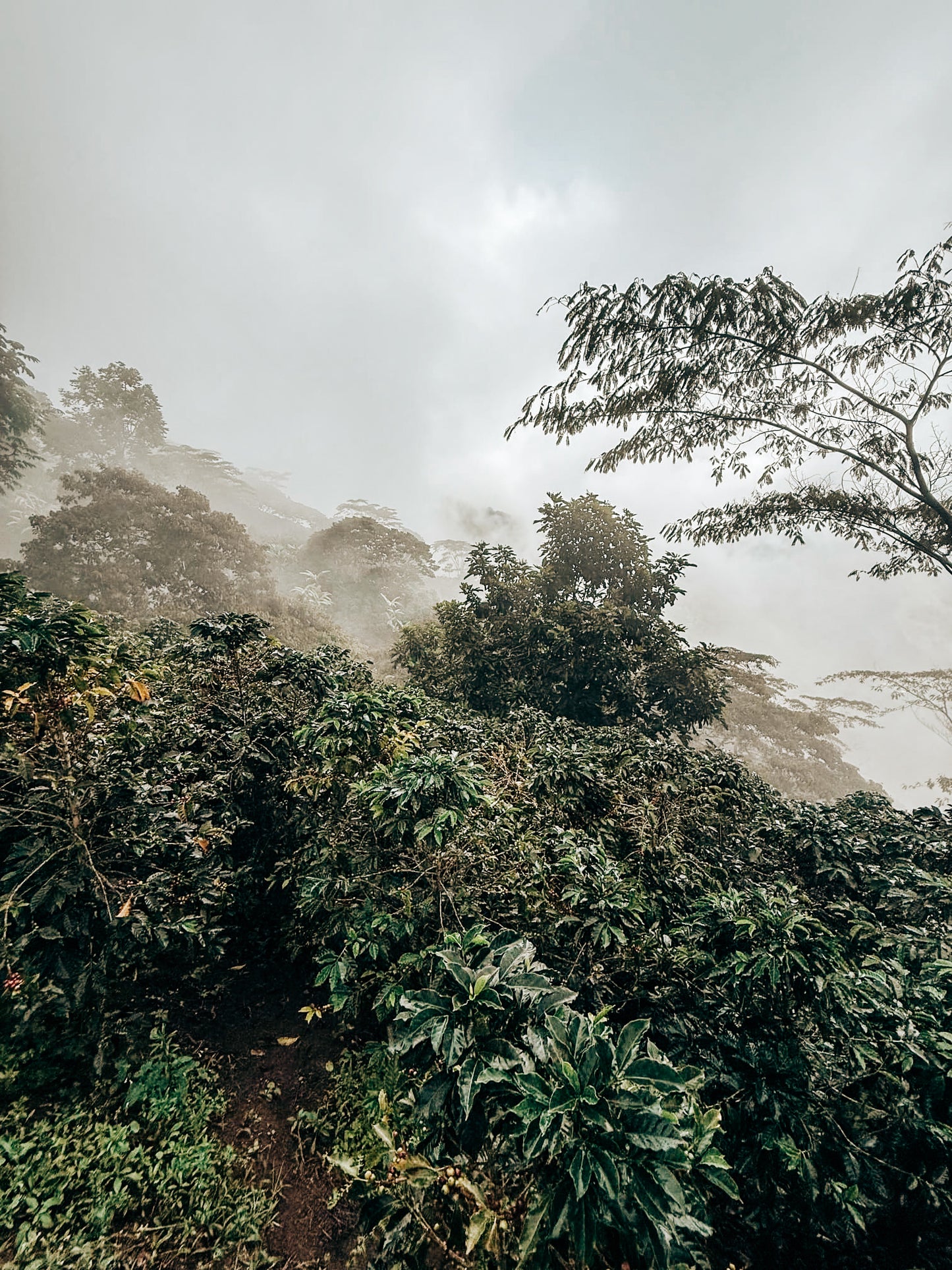 Antonio "Toño" Maria gewaaschene Blend