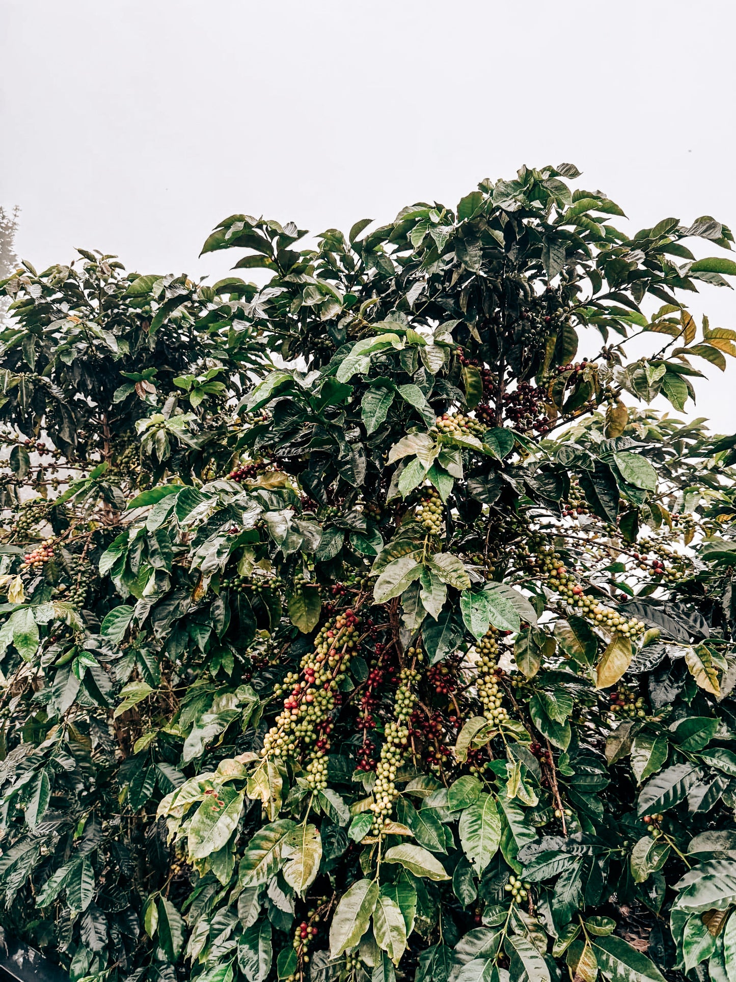 Antonio "Toño" Maria gewaaschene Blend