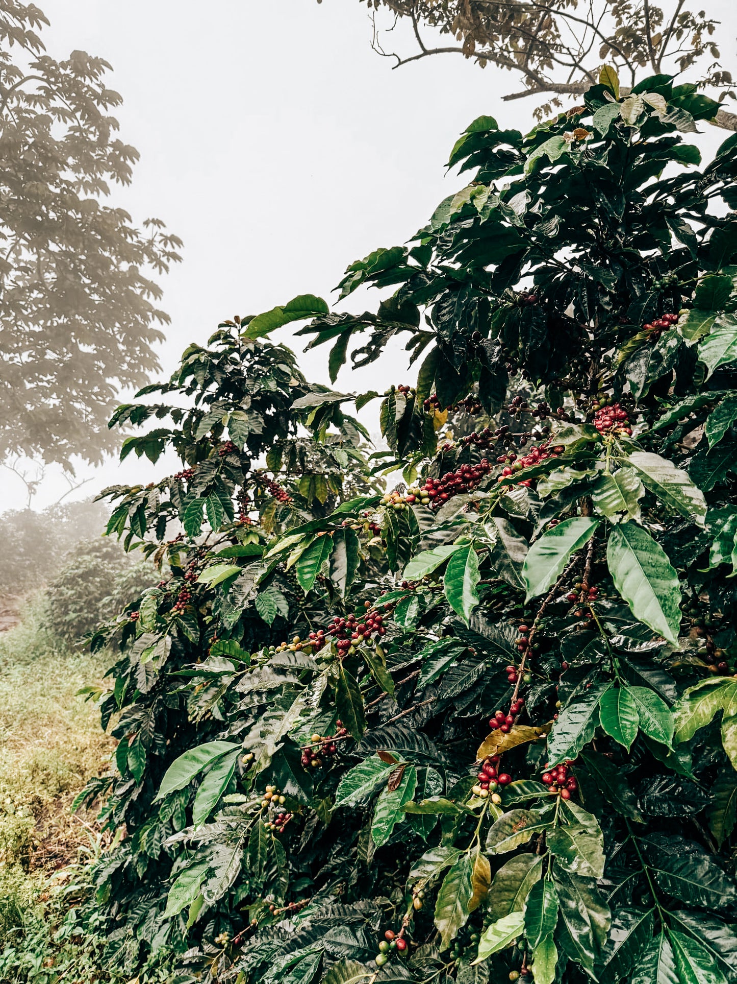 Antonio "Toño" Maria gewaaschene Blend