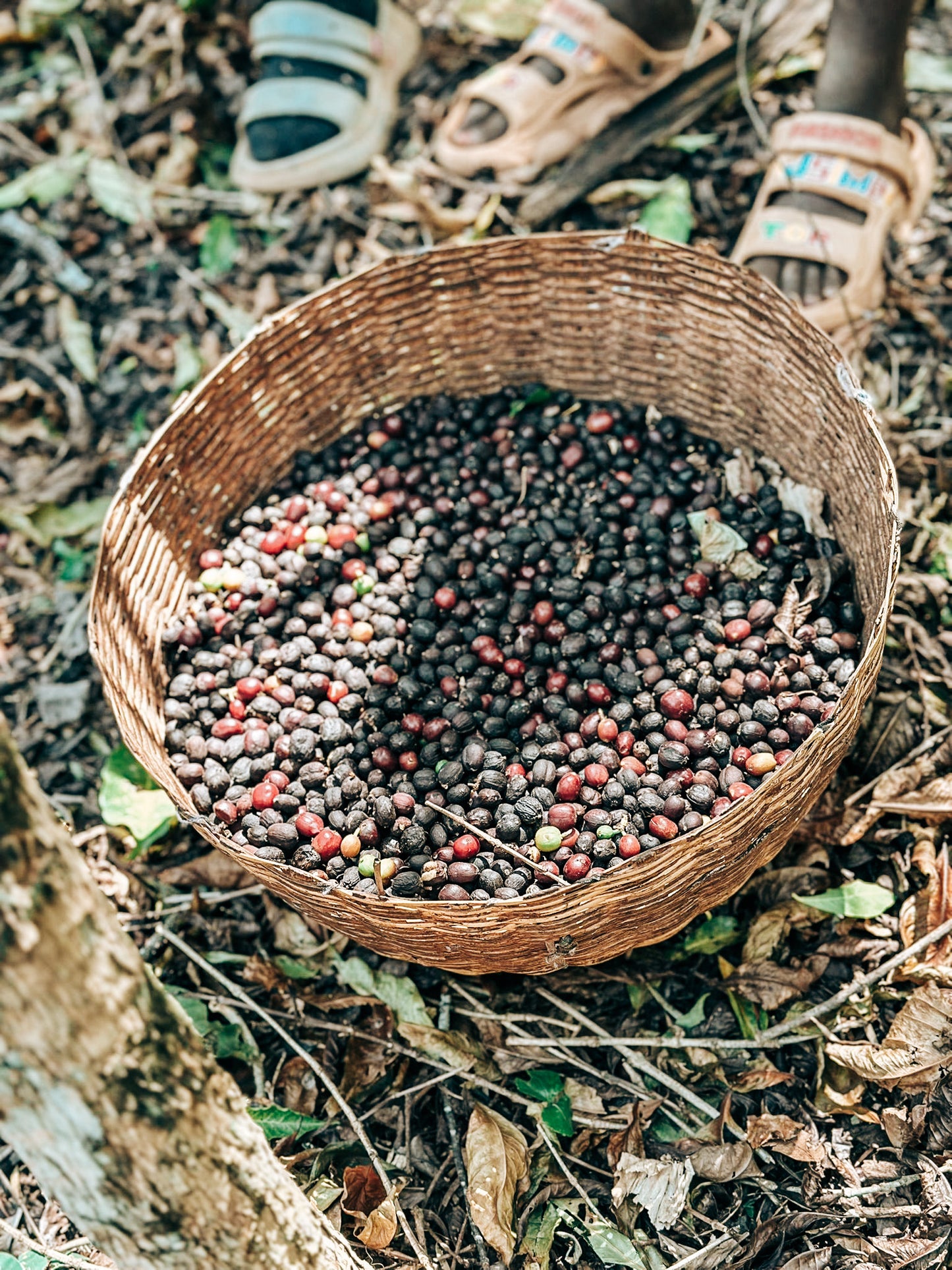 Aragash Gelcha Natural