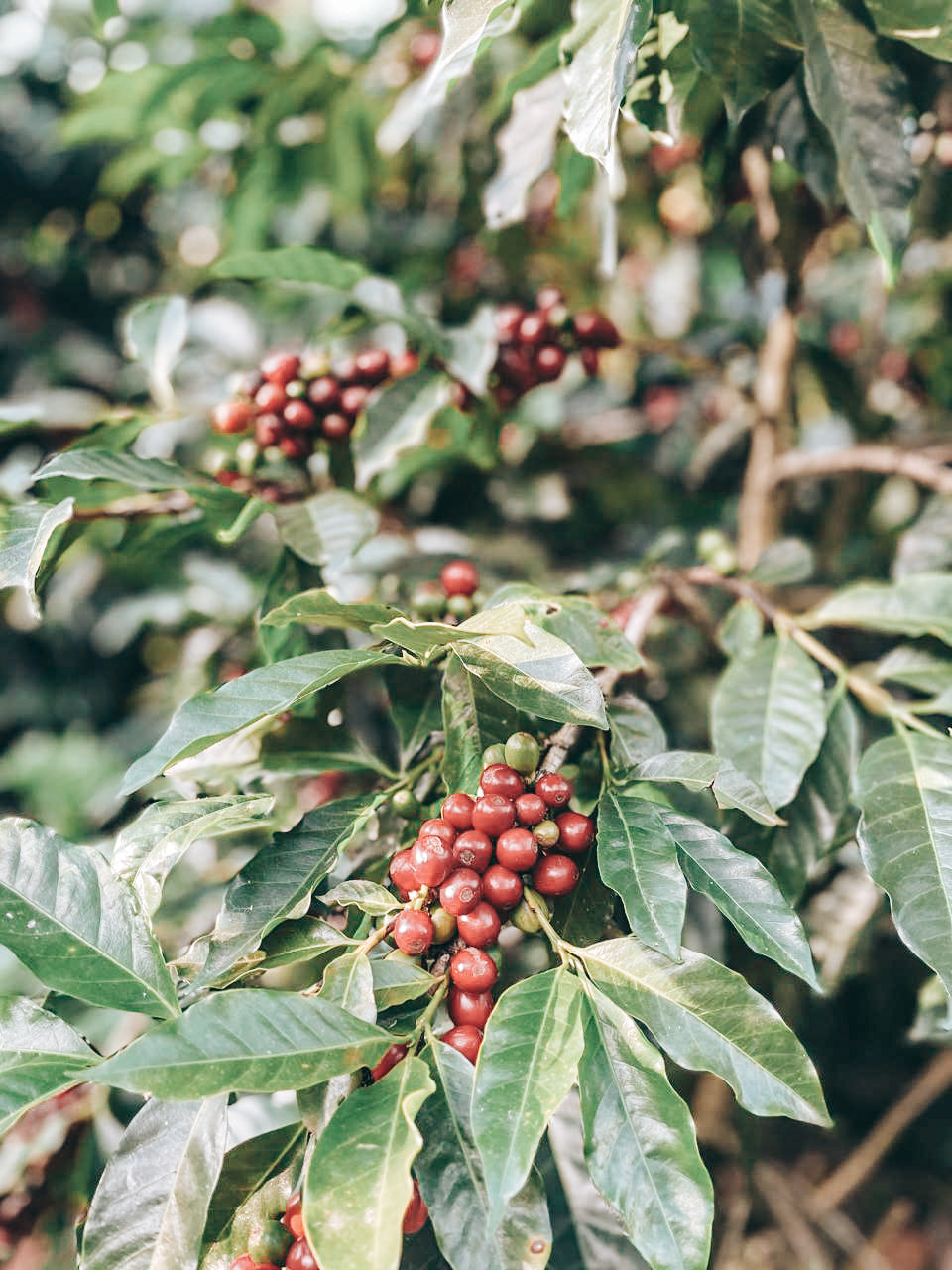 Cuatro Caminos Coffee Estates – Horqueta 3 Lot