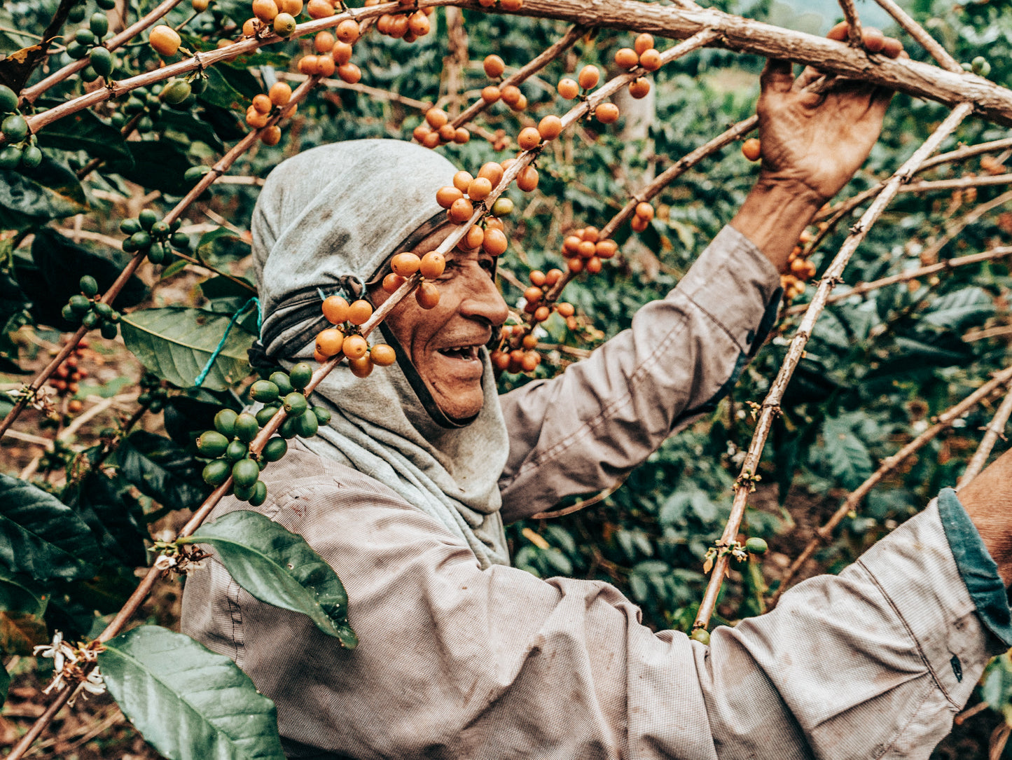 Colombia El Fenix Tabi - Washed Anoxic