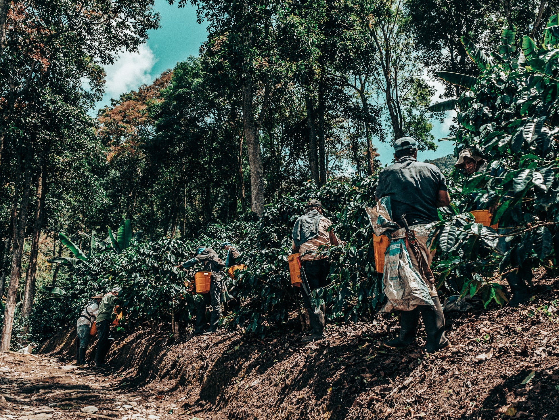 Colombia El Fenix Tabi | Washed Anoxic Green Coffee – Green Coffee ...