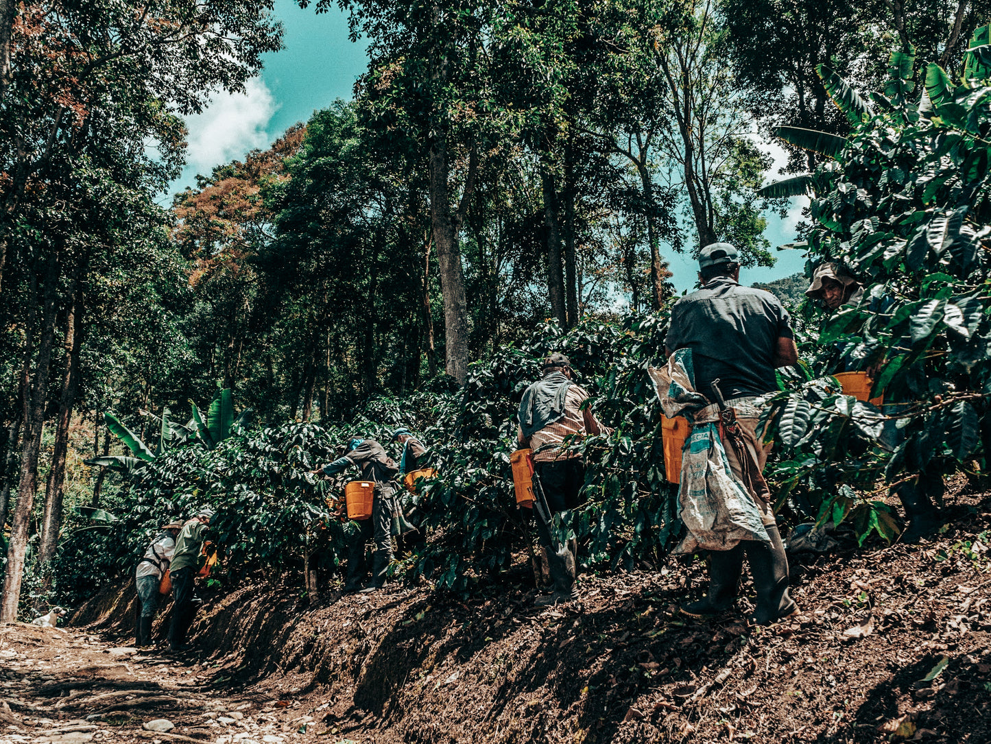 Colombia El Fenix Tabi - Washed Anoxic