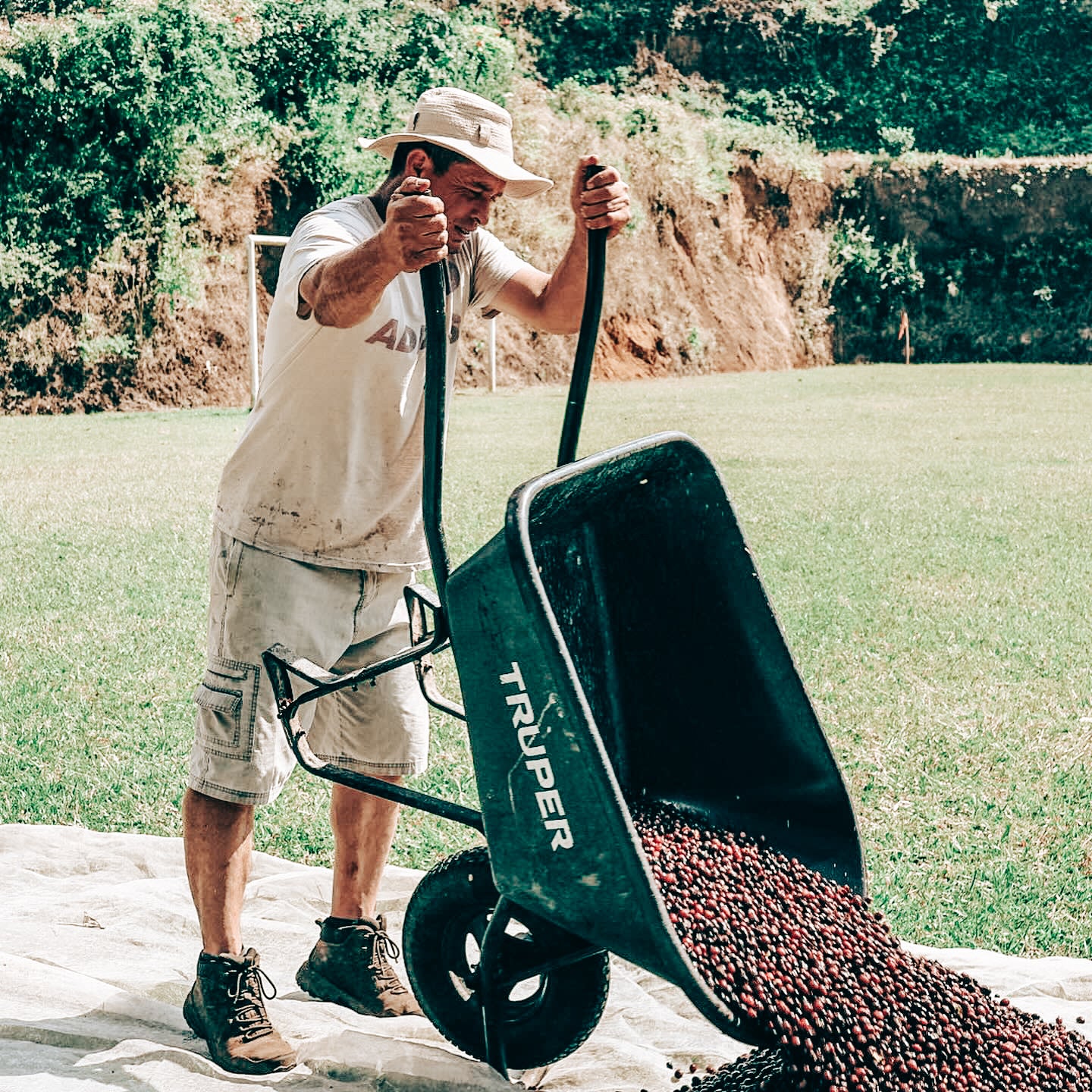 costa_rican_man_emptying_coffee_cherries_from_wheelbarrow