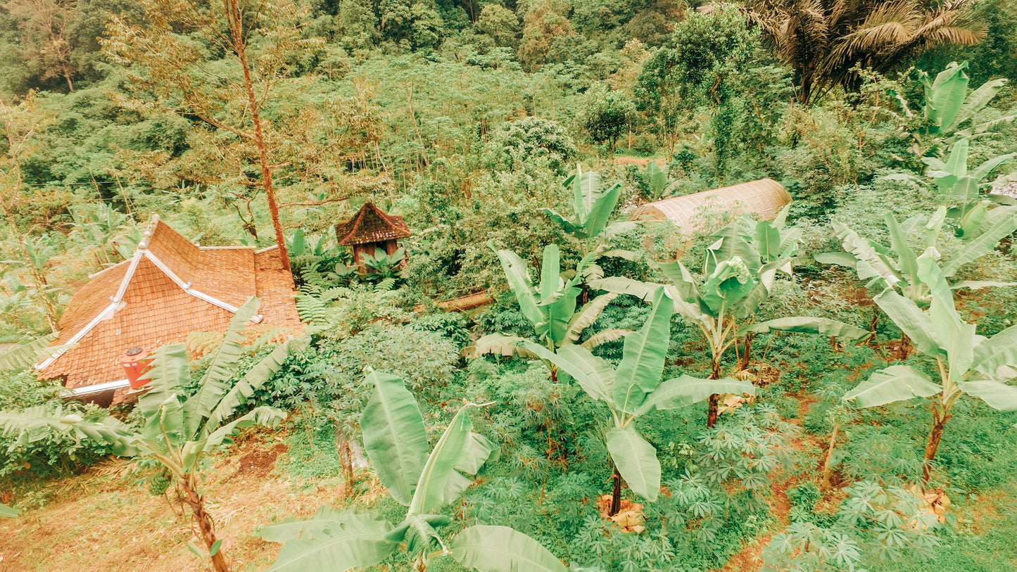 Central Java Natural Robusta