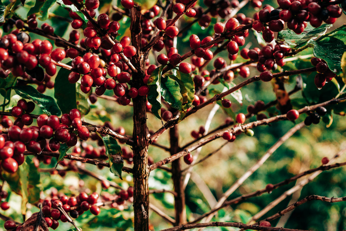 Tanomo | Green Unroasted Coffee Beans