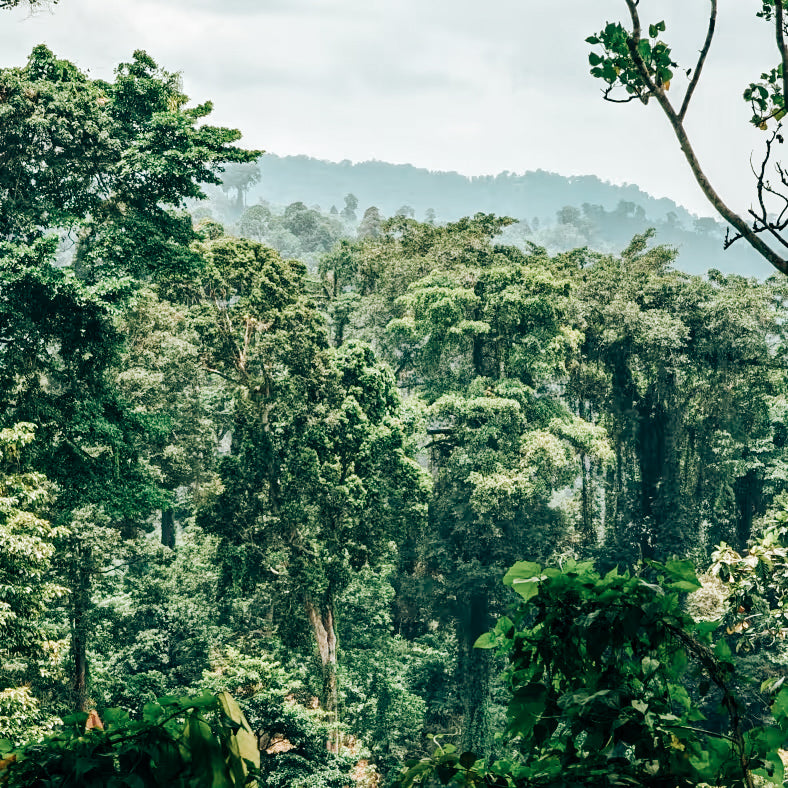 Central Java Natural Robusta