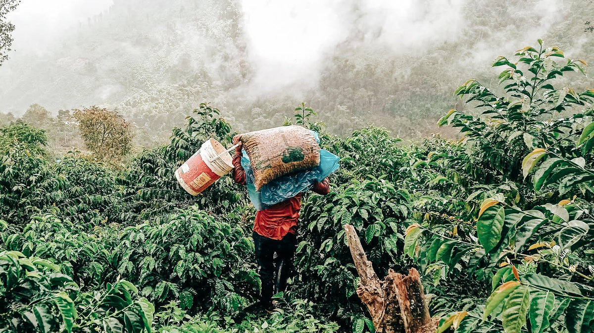 Rogelio Pena - Typica og Caturra