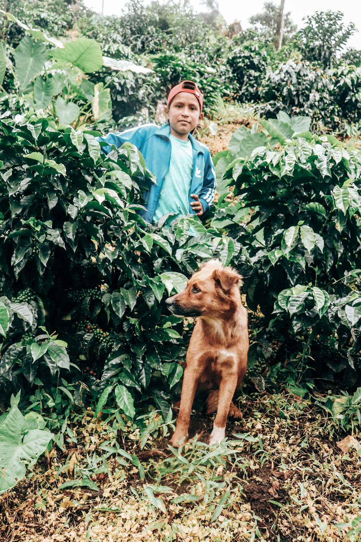 Rogelio Pena - Typica og Caturra