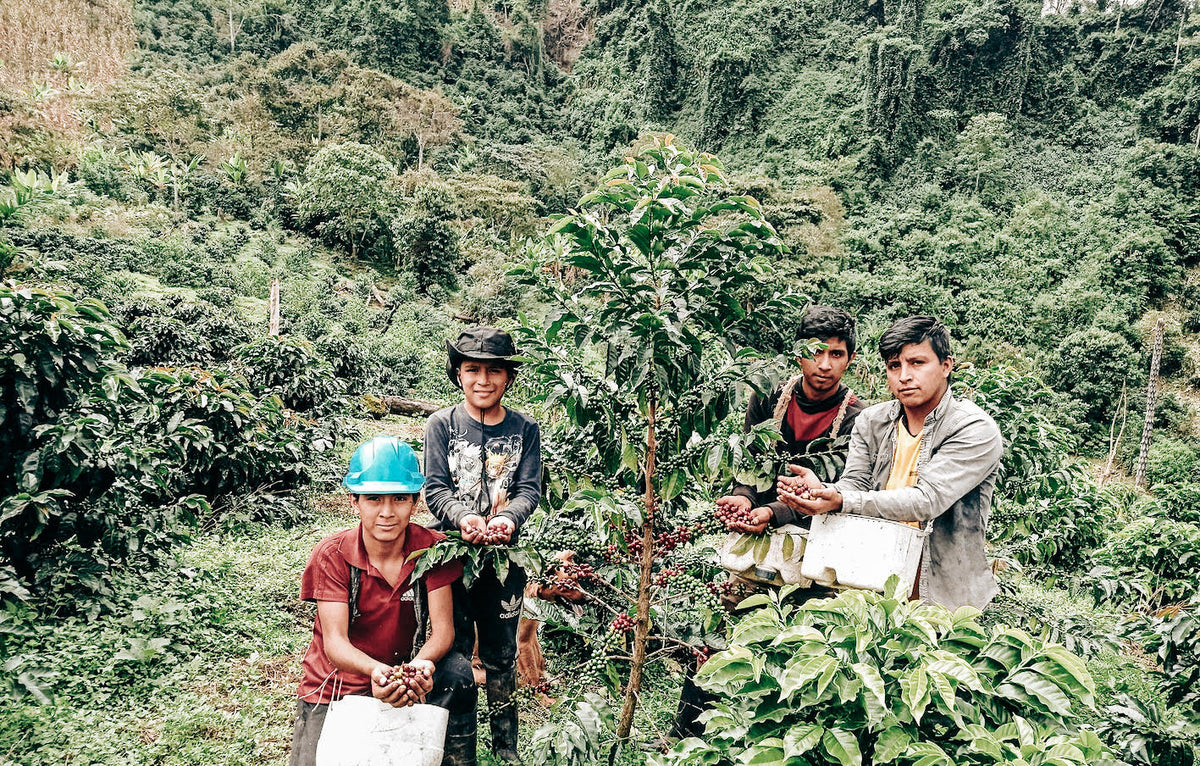Rogelio Pena - Typica og Caturra