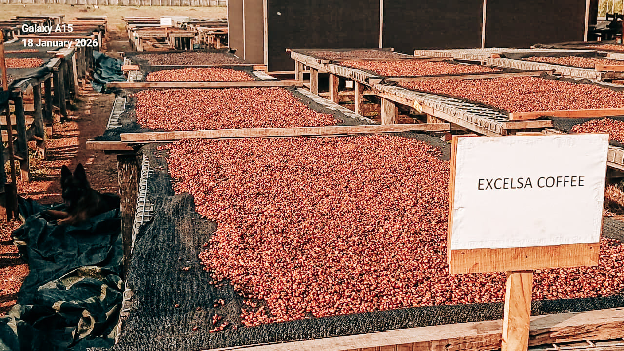 Equatoria Coffee Excelsa Анаеробен